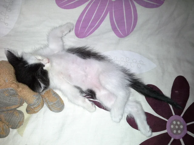 Amy Sands found Little One on the streets. We kept him and I dedicated a story to her.