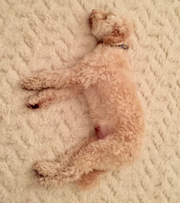 Can you spot the dog?