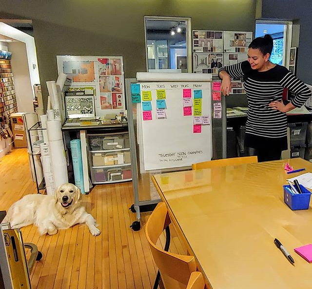 What would a Friday AM team meeting be without Reggie?? 🦴🐶❤️
*
#teammascot #walkerlawson #designerpup #fridaymood #meetingimprovement #moodlifter #yycdesignstudio #yycdesigners #readyfortheweekend #reggieknowsbest #tgif