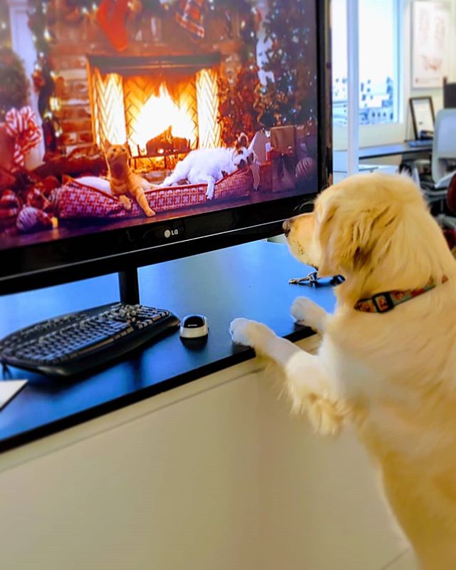 We've officially set up our &quot;fireplace&quot;. Clearly it's a hit, Reggie has given it two paws up! *
#yycdesigners #yycdesignstudio #christmastime #designerpup #tailwags #dogfriends #embracingtheseasons #fireplacegoals #walkerlawson #calgaryinte