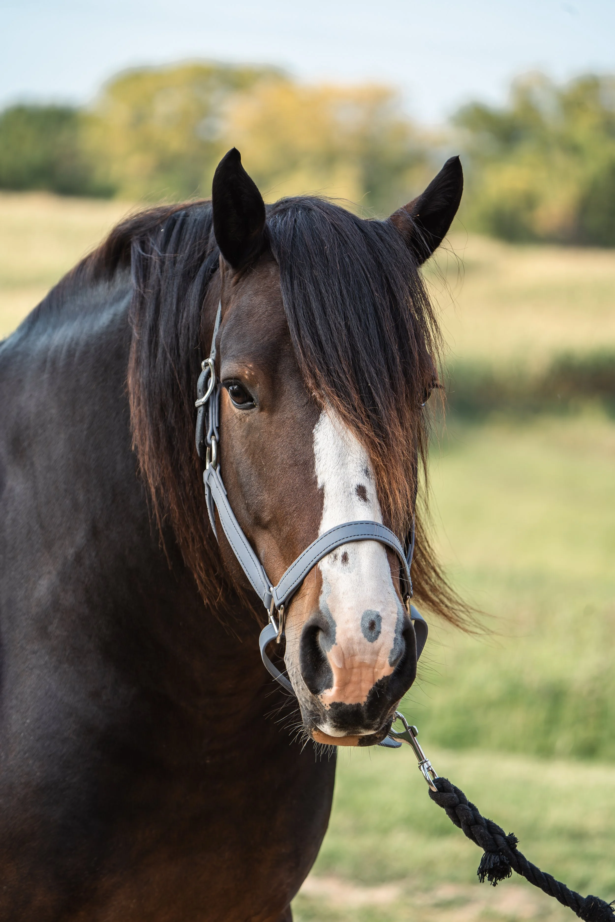 A large draft cross mare that is mostly dark brown in the photo exceot for her white blaze with a few straggling brown polka dots down it.  Wearing a light purple/grey colored halter