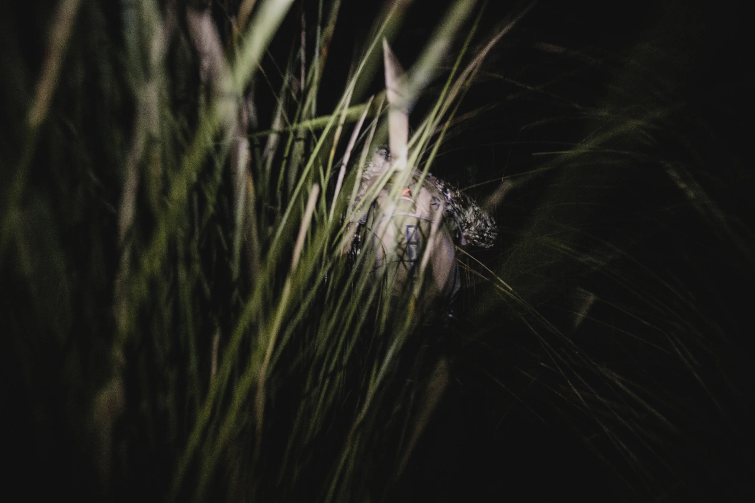 Field&Stream-71.jpg