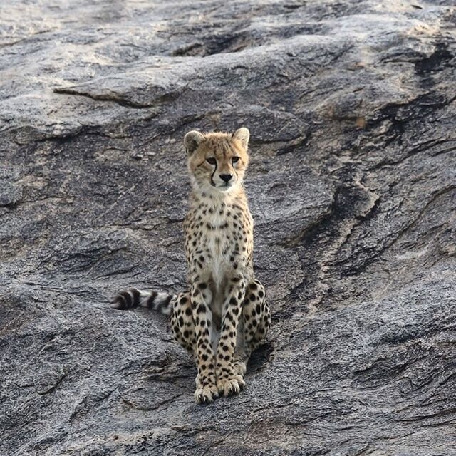 A flurry of cheetah pics from safari times #craigdoriasafaris #Africansafari #cheetah #wildlife #travel