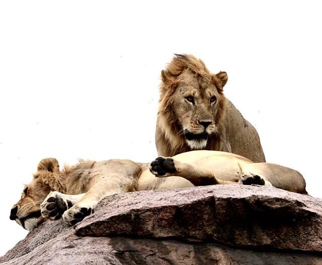 Rock Lions #craigdoriasafaris #lions #eastafrica