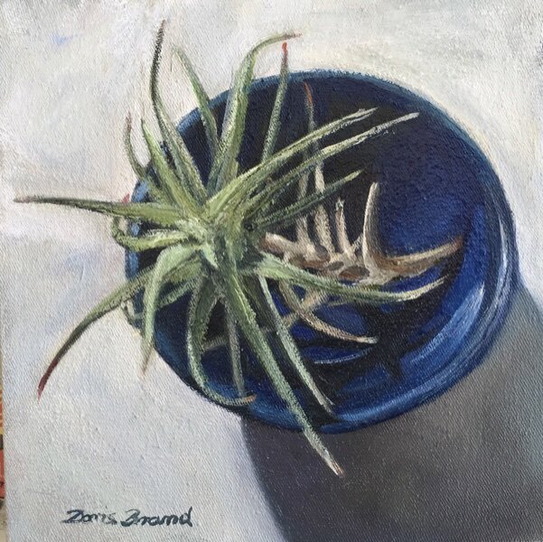 Air plant in blue enamel bowl (Copy)