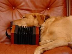 A concertina is the perfect height for a dog nap.