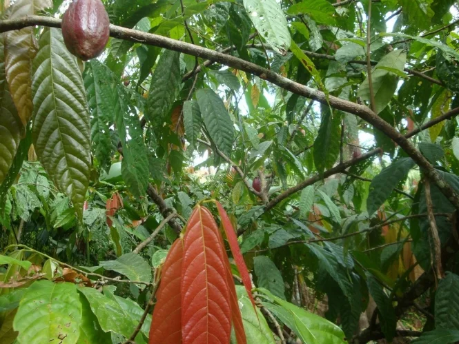 Cacao trees in rainforest farm in Belize for Maya Mountain Cacao tour, 2013.