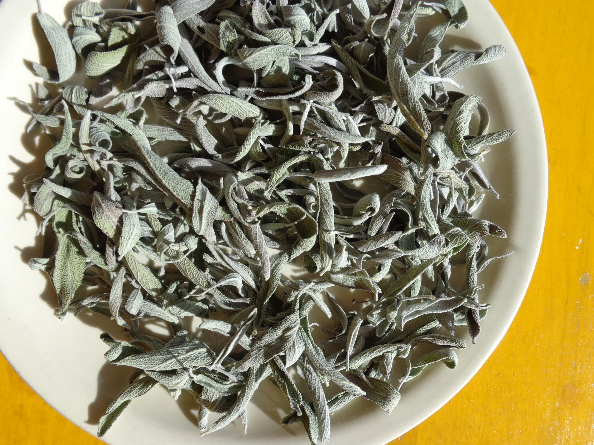 Sage from Common Good Farm, just dried and ready to be blended into a special small batch of milk chocolate.