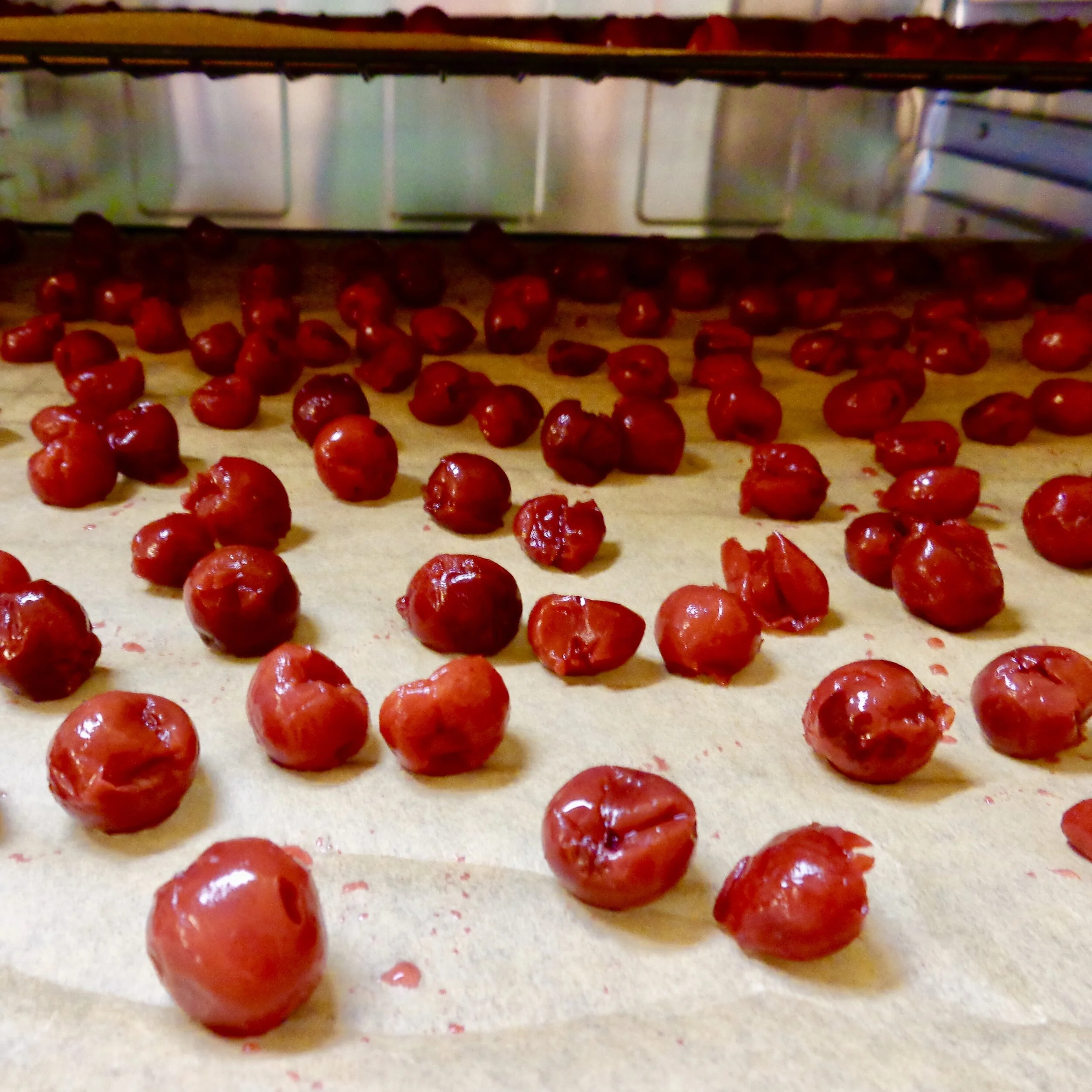 Tart cherries about to be dried after macerating in a blend of their own juice and hibiscus-infused vodka.