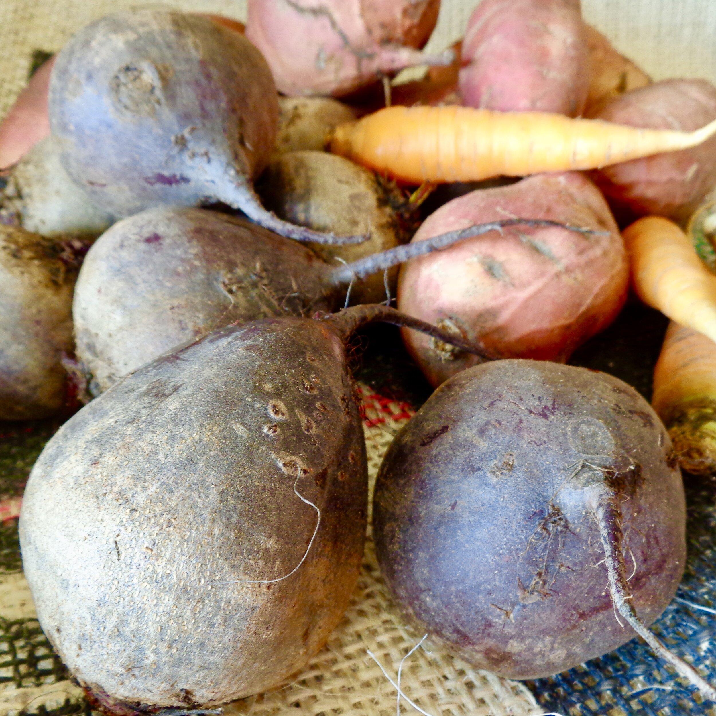 Organic beets, sweet potatoes, and carrots from Robinette Farms.