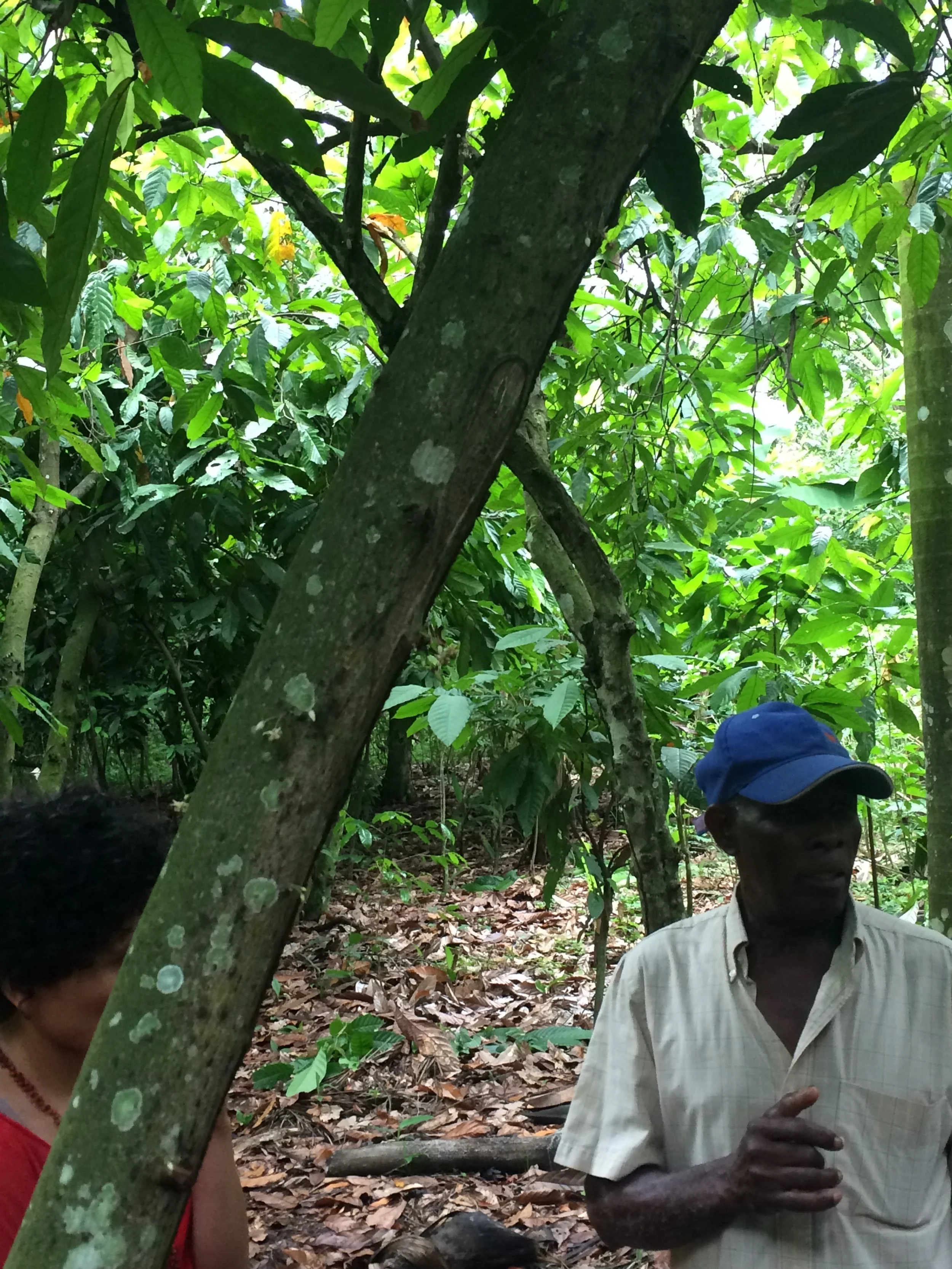  Farmer Sinus discusses his farming techniques while giving a tour on his farm. He is standing next to a cocoa tree. 