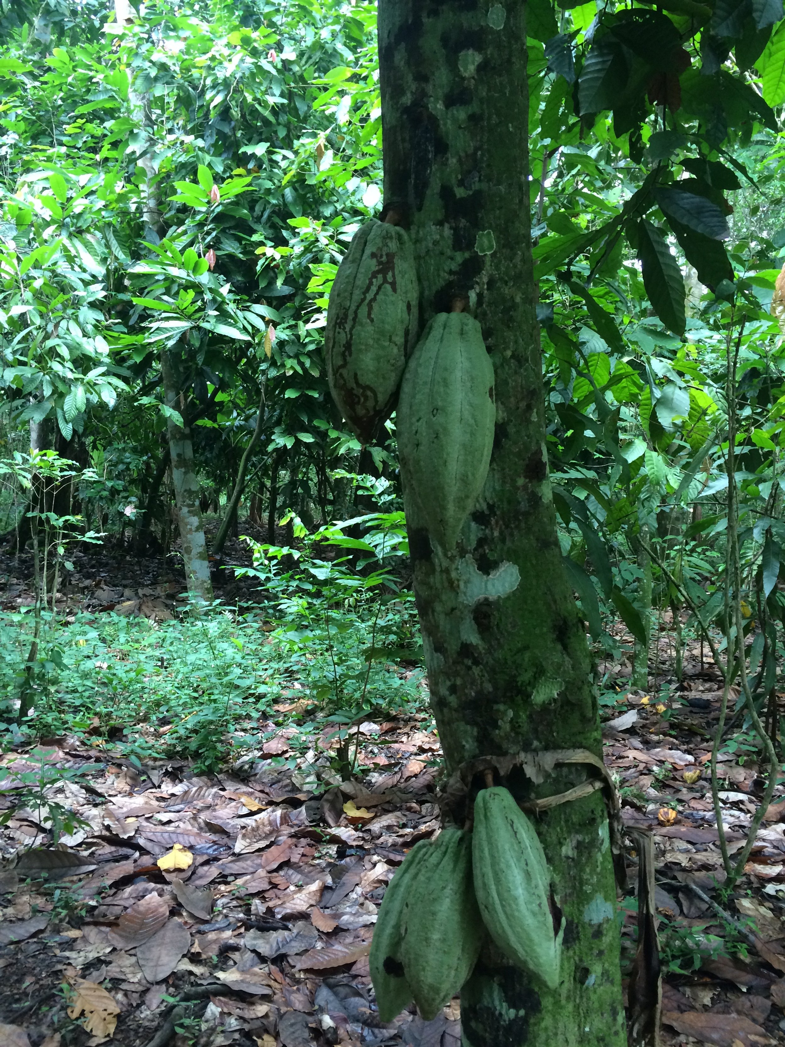  Green cocoa pods growing directly on the trunk of a cocoa tree on a cocoa farm in Haiti. 