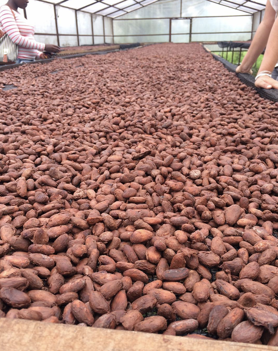  Fermented cacao spread out and now drying in a greenhouse-like building. Two women look over the cacao on either side of the drying table. 