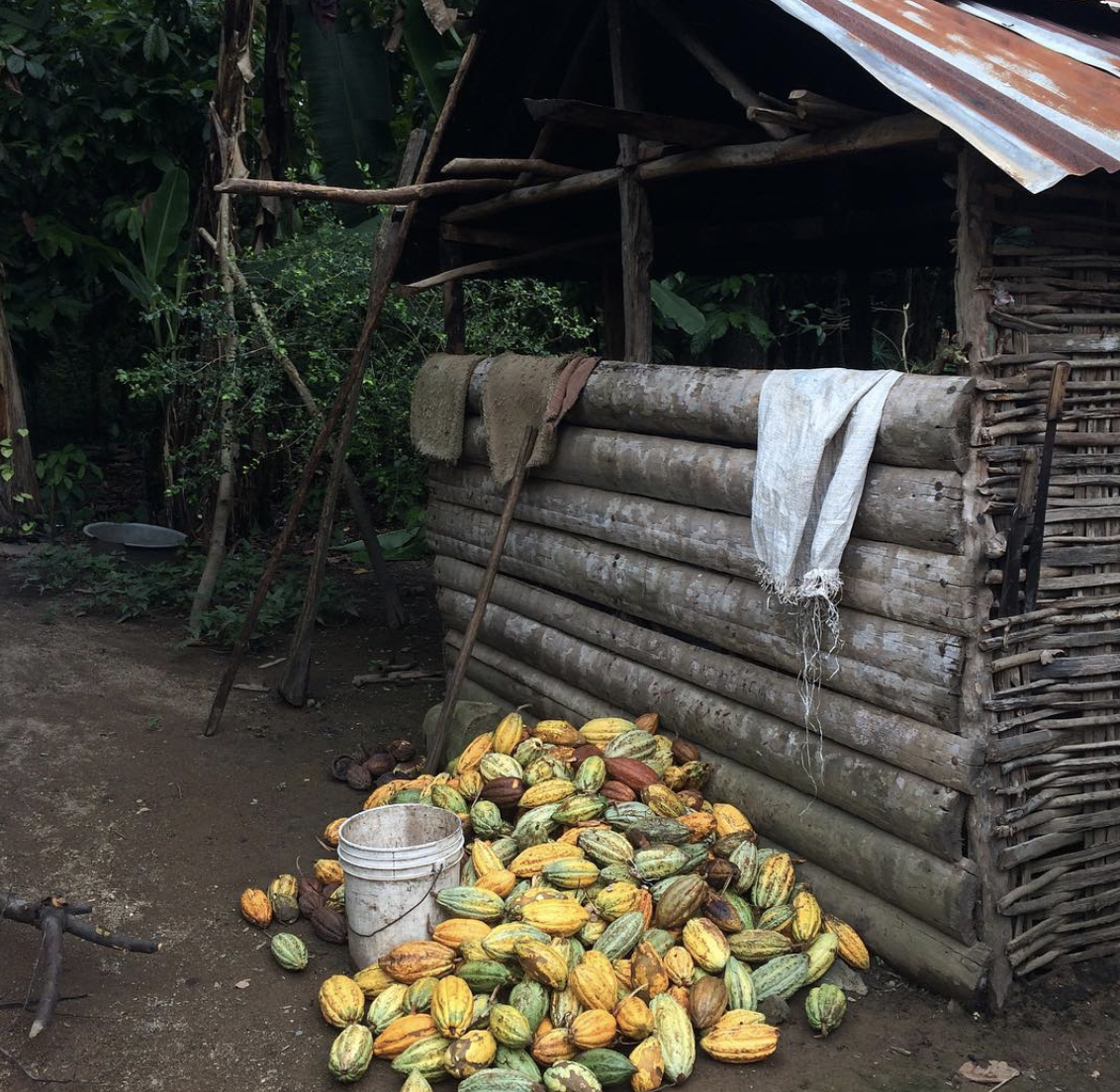  A pile of harvested cocoa pods sits on the ground in front of a wooden shed. A white bucket sits next to the pile. This will be used to collected the cocoa beans and pulp that the farmers sell wet to the PISA company. 