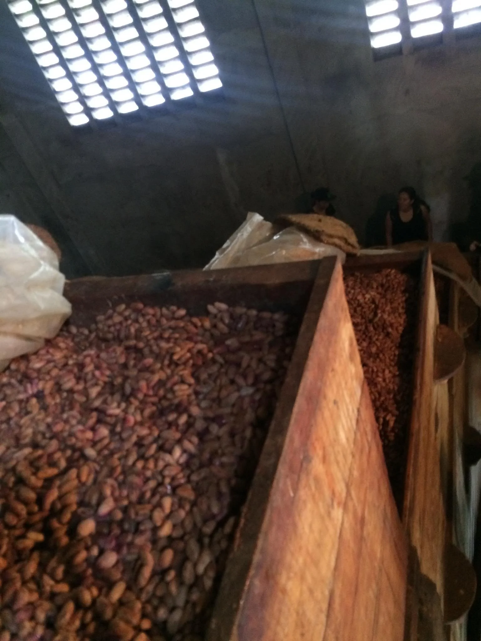  Wet cacao fermenting in the fermentation boxes. 