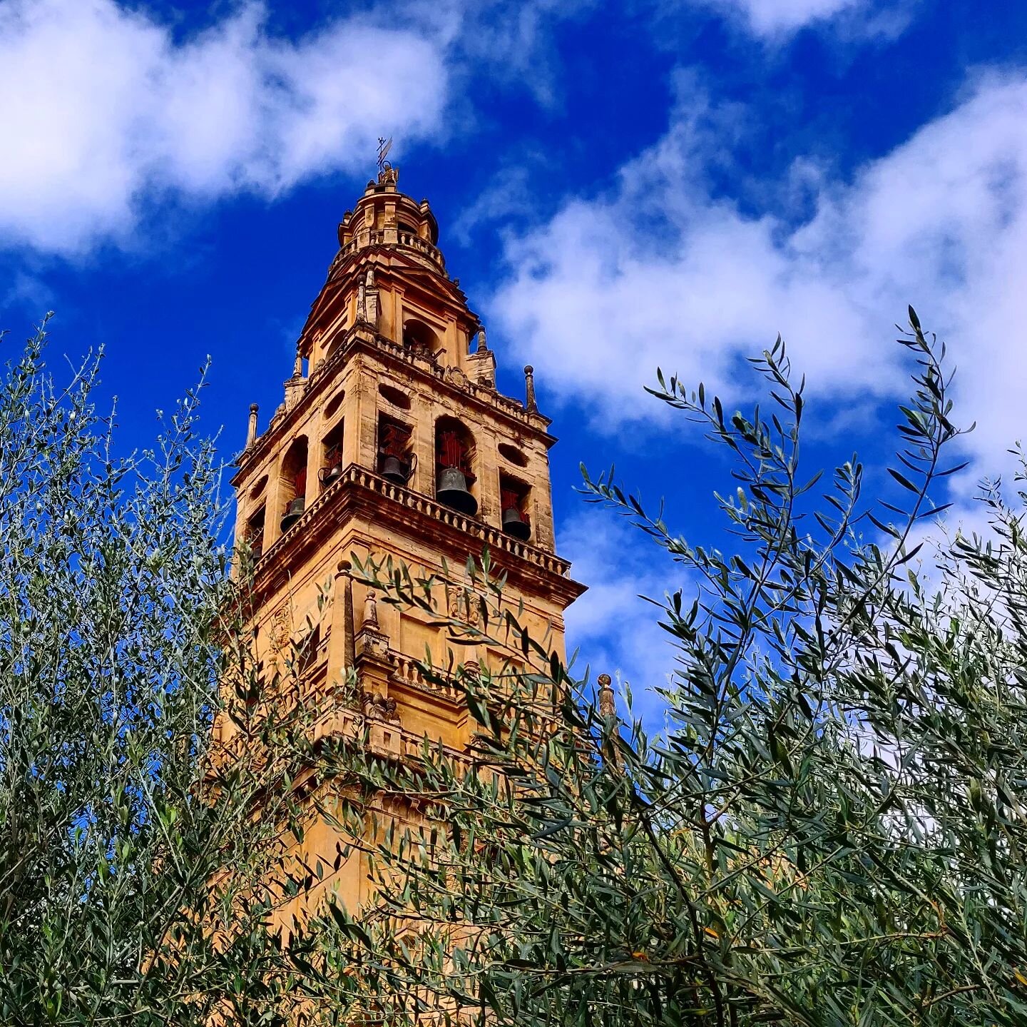 The former minaret and now bell tower or Cordoba. This city is home to four UNESCO world heritage sites (the most of any city). The view from atop of tower is wonderful!

The tree below is the last of the original olive trees planted by the Moors ove