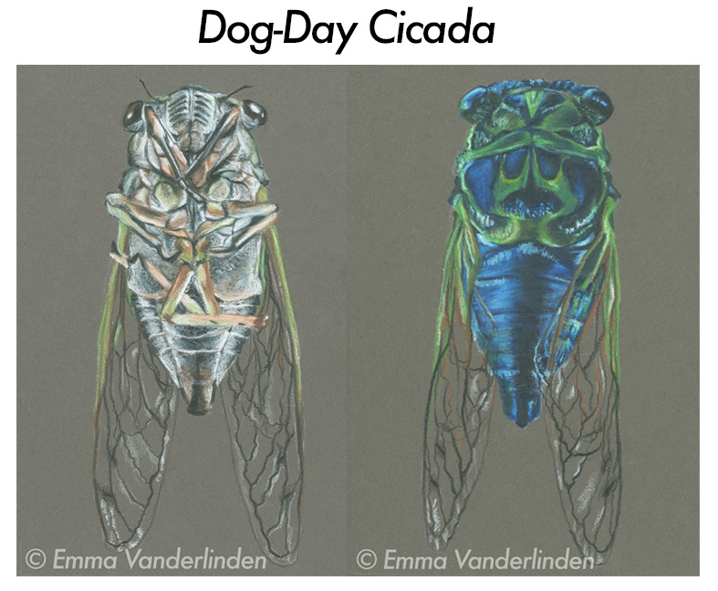 cicad.jpg
