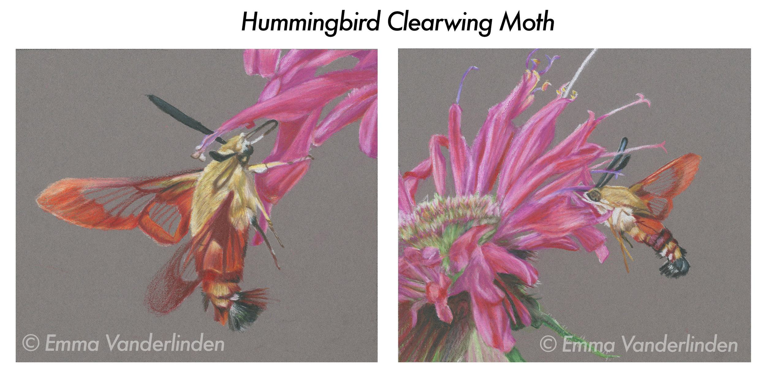humming.jpg