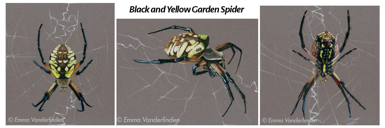 gardenspider.jpg