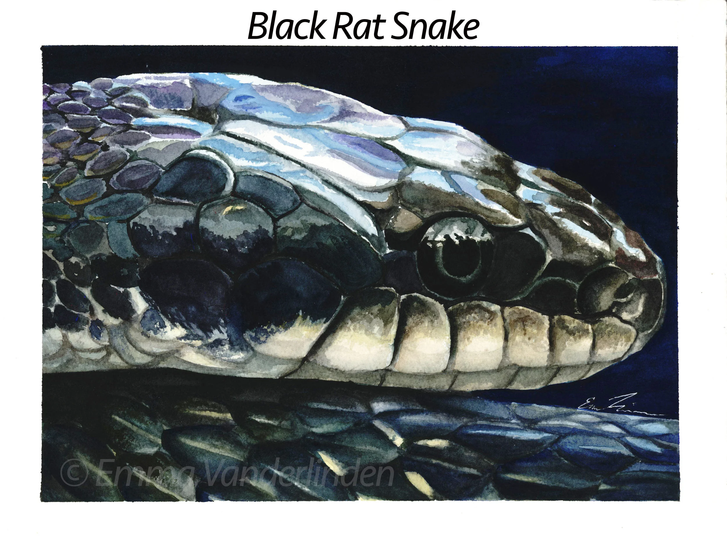 snek copy.jpg