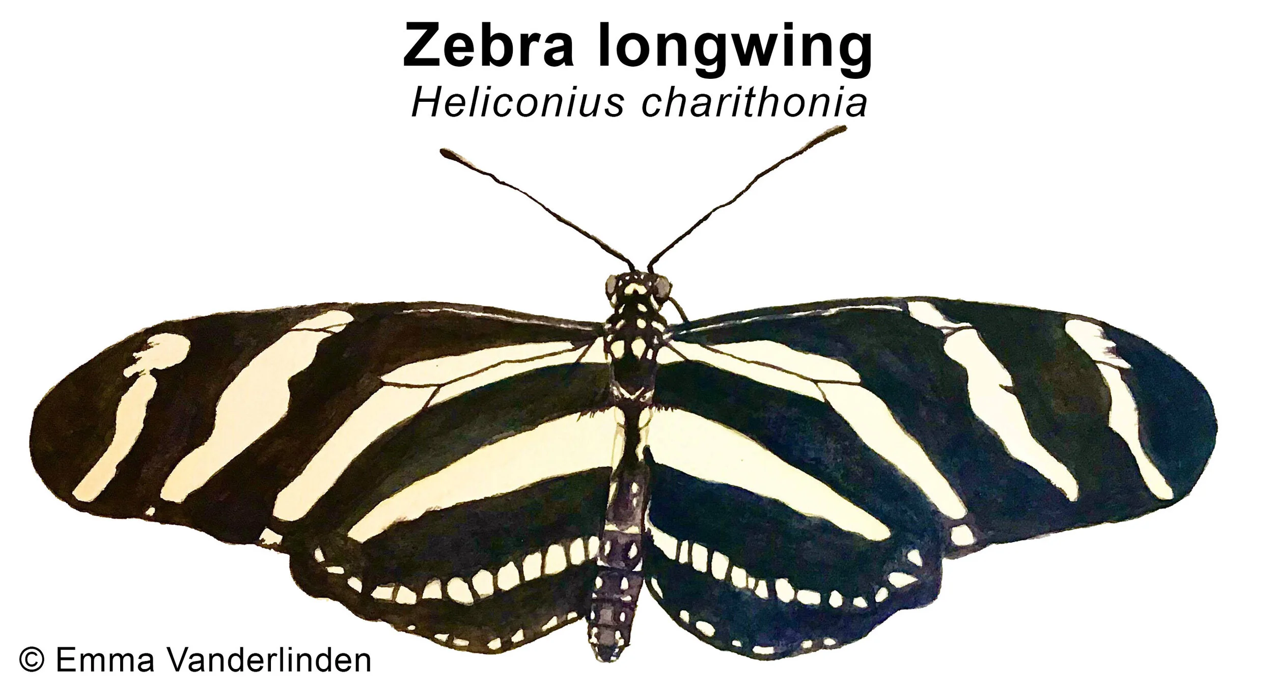 butterfly2label.jpg