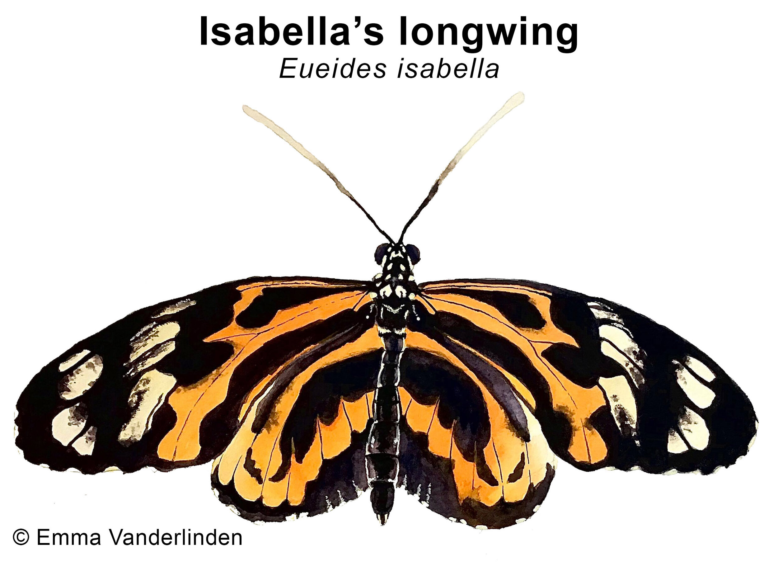 butterflylable.jpg