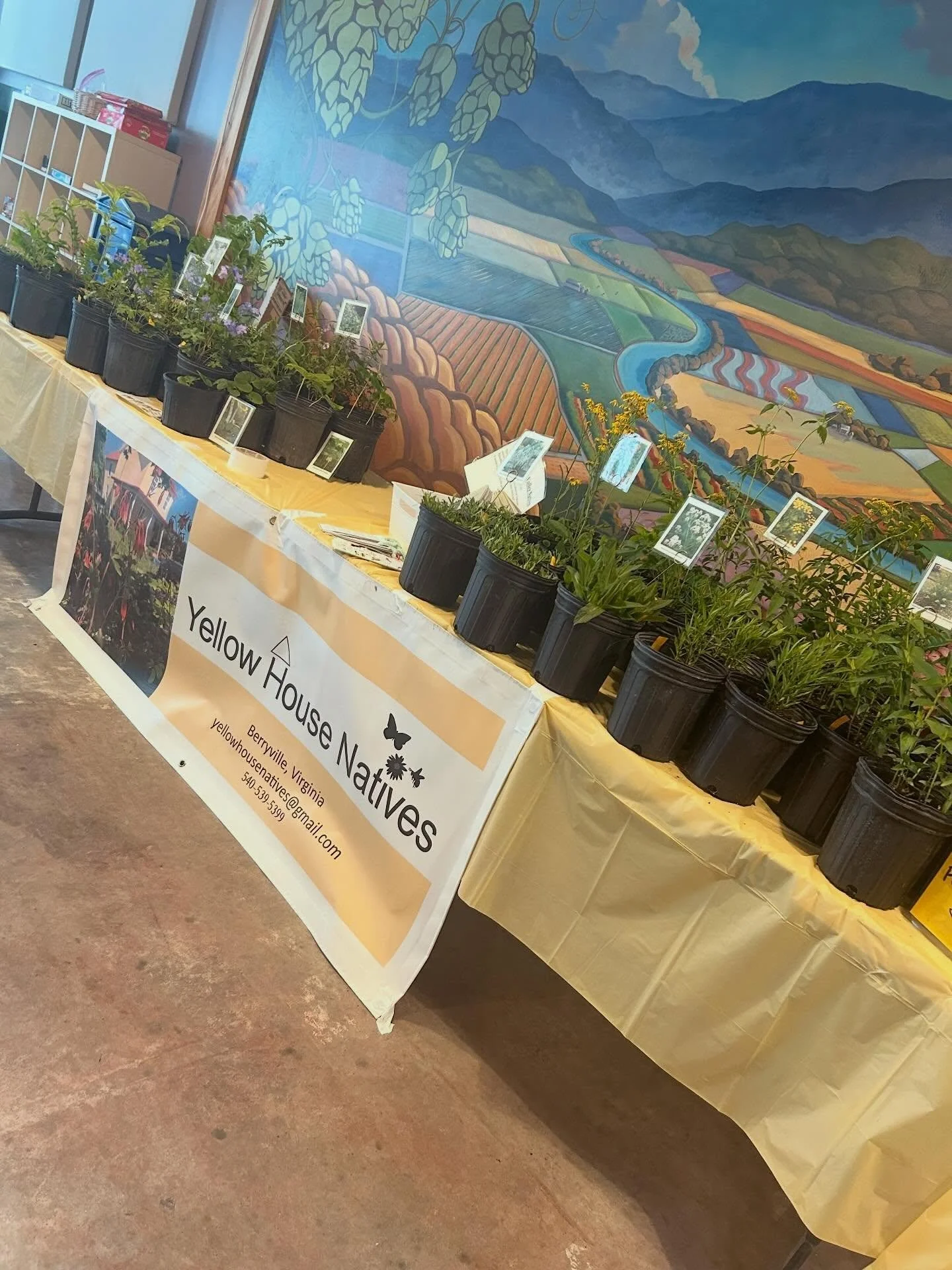 Wendy from Yellow House Natives is here and ready to close out our biggest plant weekend to date! Talk shop and learn about all of her native plants, maybe go home with one or two! She&rsquo;ll be here 2-6pm!
