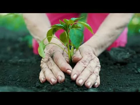 WomenSV - Journey into the Light (Copy)