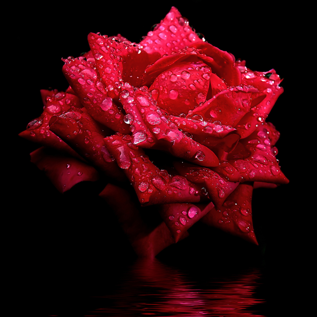 WomenSV: Empowering Survivors and Raising Awareness of Coercive Control