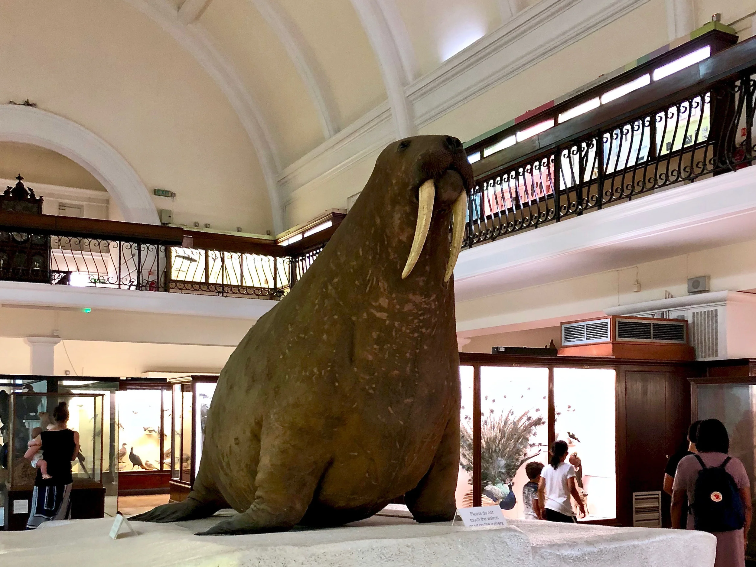 16 Stuffed Walrus at Horniman.jpg