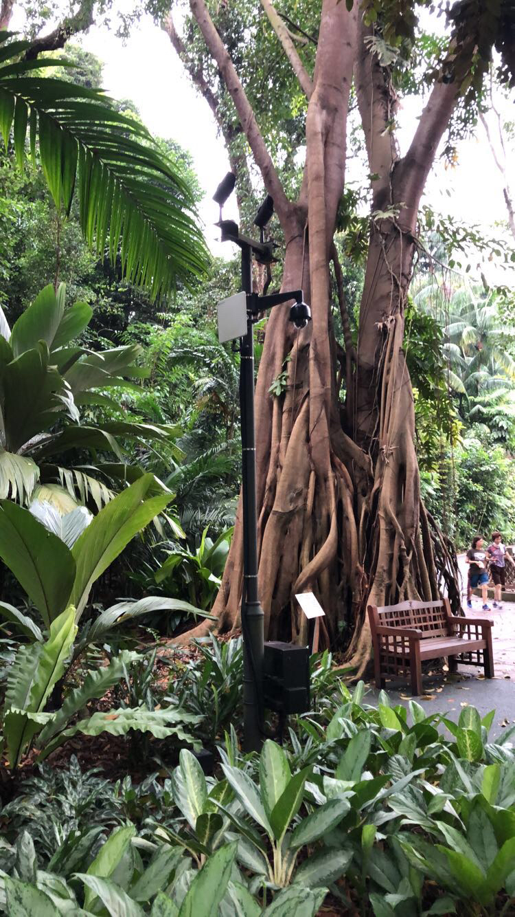SingaporeTree.jpeg