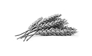 Wheat.png