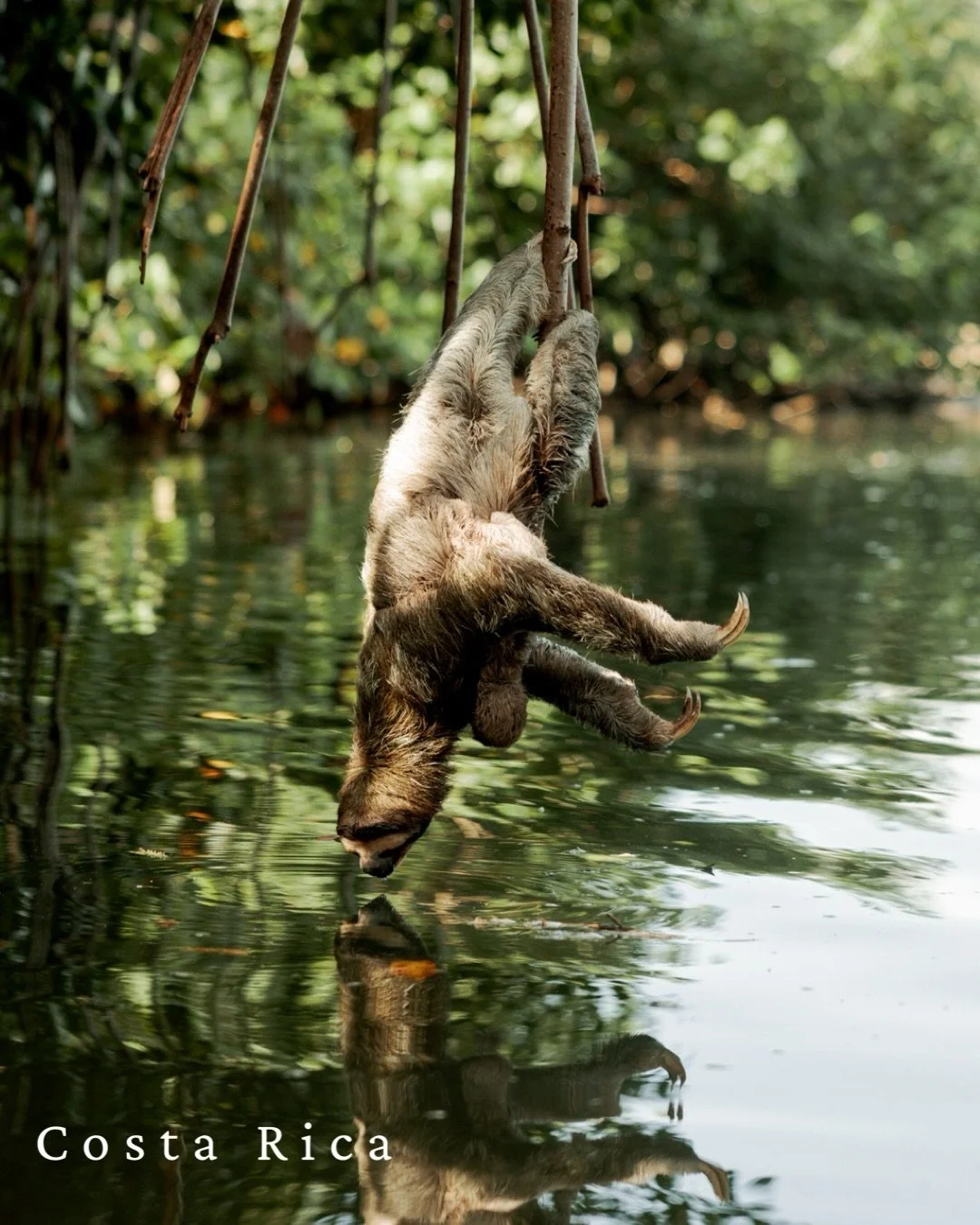 Een reis zonder plannen, een overvolle chaotische kampeerauto, gewekt worden door brulapen met onze daktent, regenseizoen en onze Italiaanse vleeswaren die worden gestolen door een Witsnuitneusbeer.

Doen we nog een keer! 

#costarica #puravida #mont