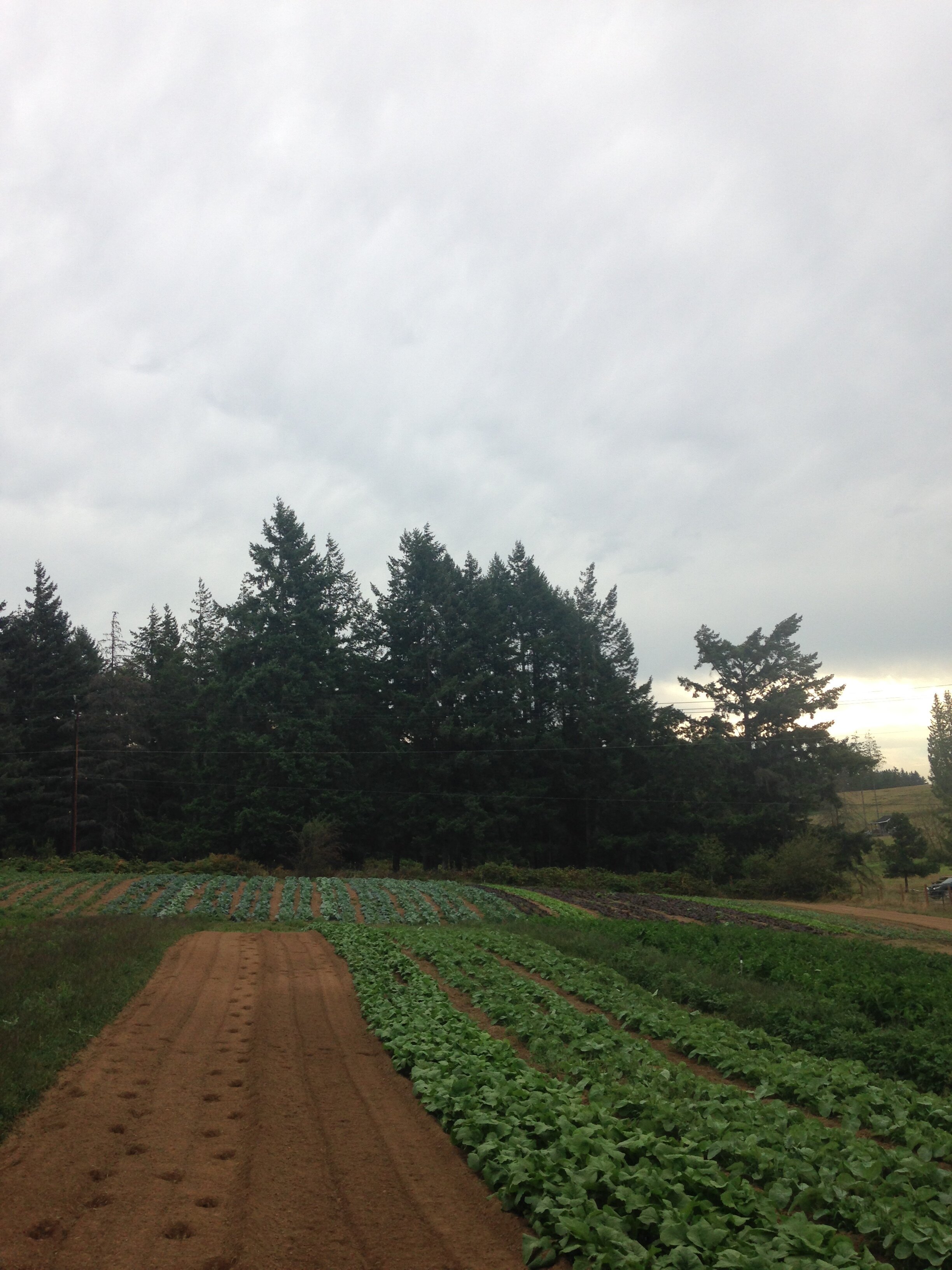 $25 Donations Towards Scholarship CSA Shares