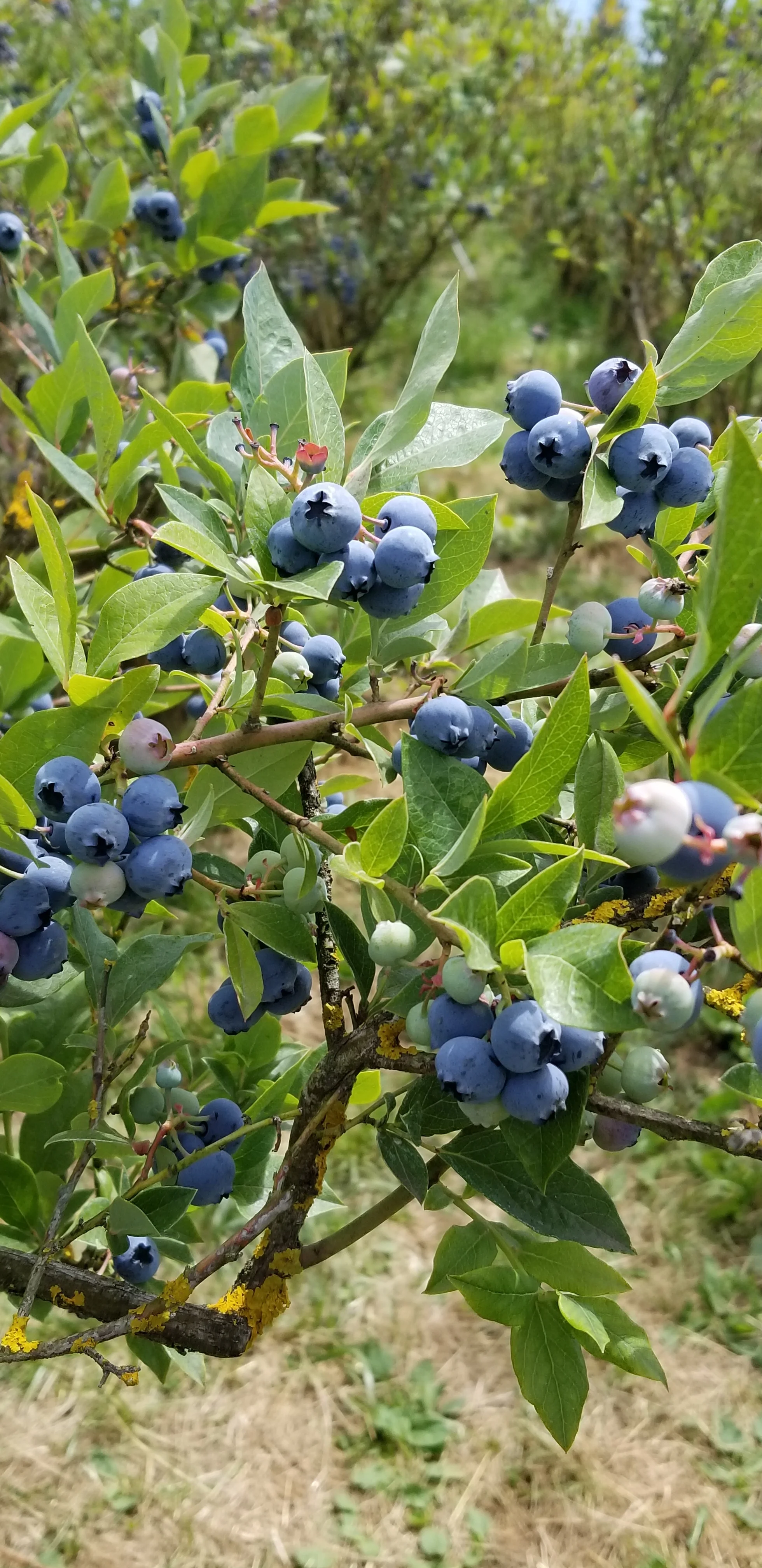 Organic Blueberries, ripe for the picking!