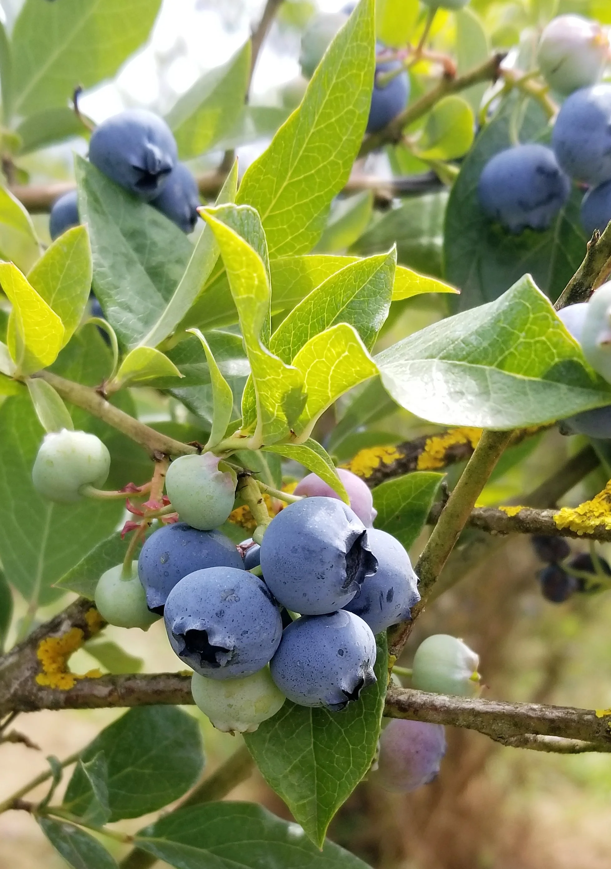 Yum!