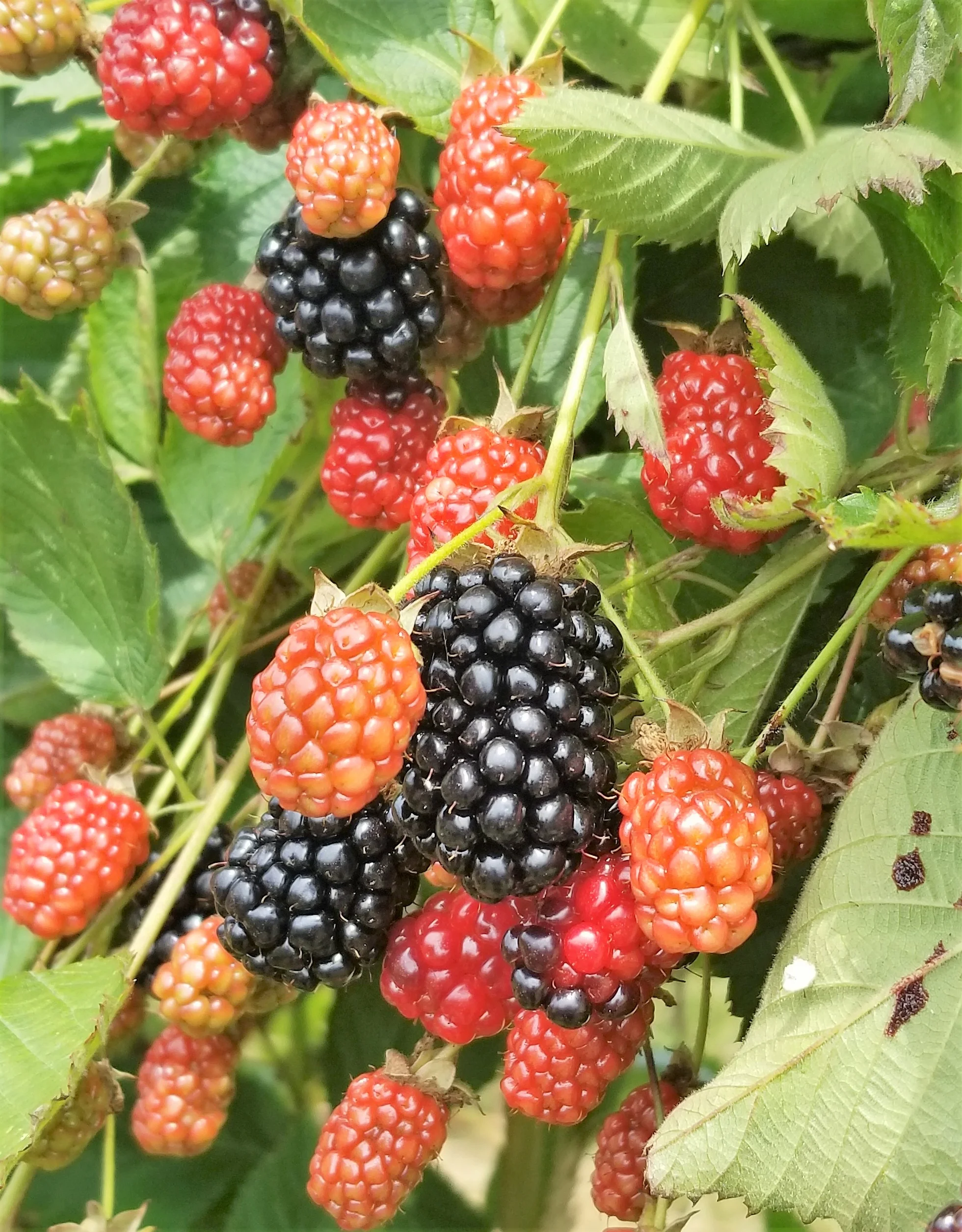 Ripe, juicy blackberries!
