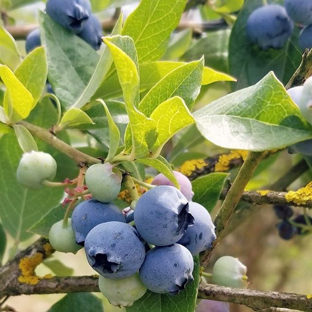 NEW BLOG POST. I recently went berry picking with my girls in Portland, OR. Check out the post for beautiful berries and delicious recipes. Link in the profile. #blueberry #berries #berrypicking #baking #sauvieisland #portland #blueberries #summertim