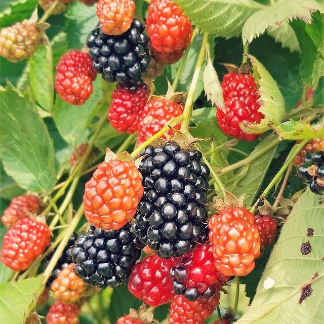 These gigantic, juicy blackberries were just reaching their ripe stage. #blackberries #upick #organic #organicfarm #bellaorganicfarm #summer #berries #freshfruit