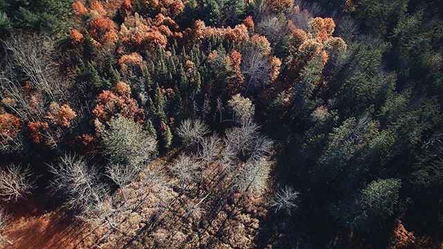 Wow 😍 The Northern Maine woods are a wonder worth exploring! Luckily most of our parks are located nearby