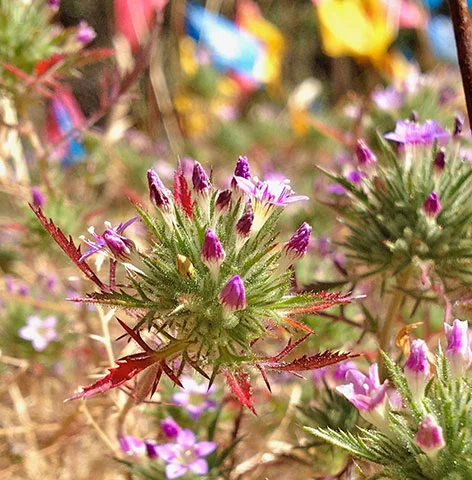 Ojai Navarretia - Sensitive Species Studies