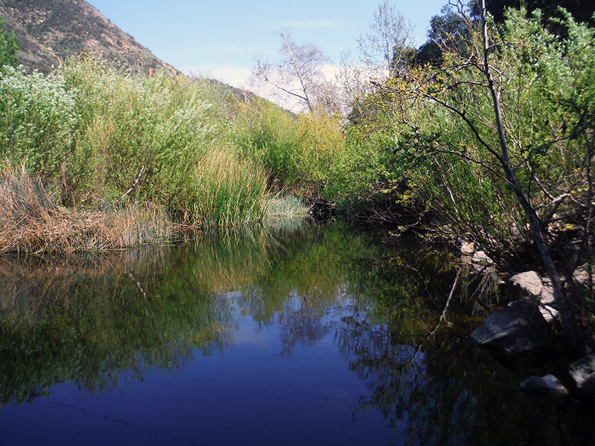 Wetlands &amp; Riparian Habitat