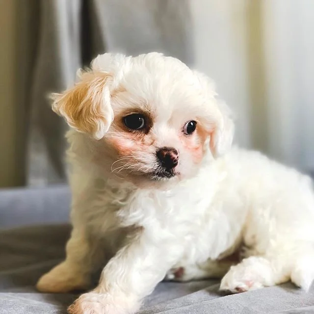 No longer the only male member of the family. Meet our new puppy (presently unnamed), offspring of our former foster dog, @iamdottiehays .
.
.
.
#puppylife #adoptdontshop #newdog #dogdad #thirdpet #bichonmix #maltesemix #poodlemix #cuteboi