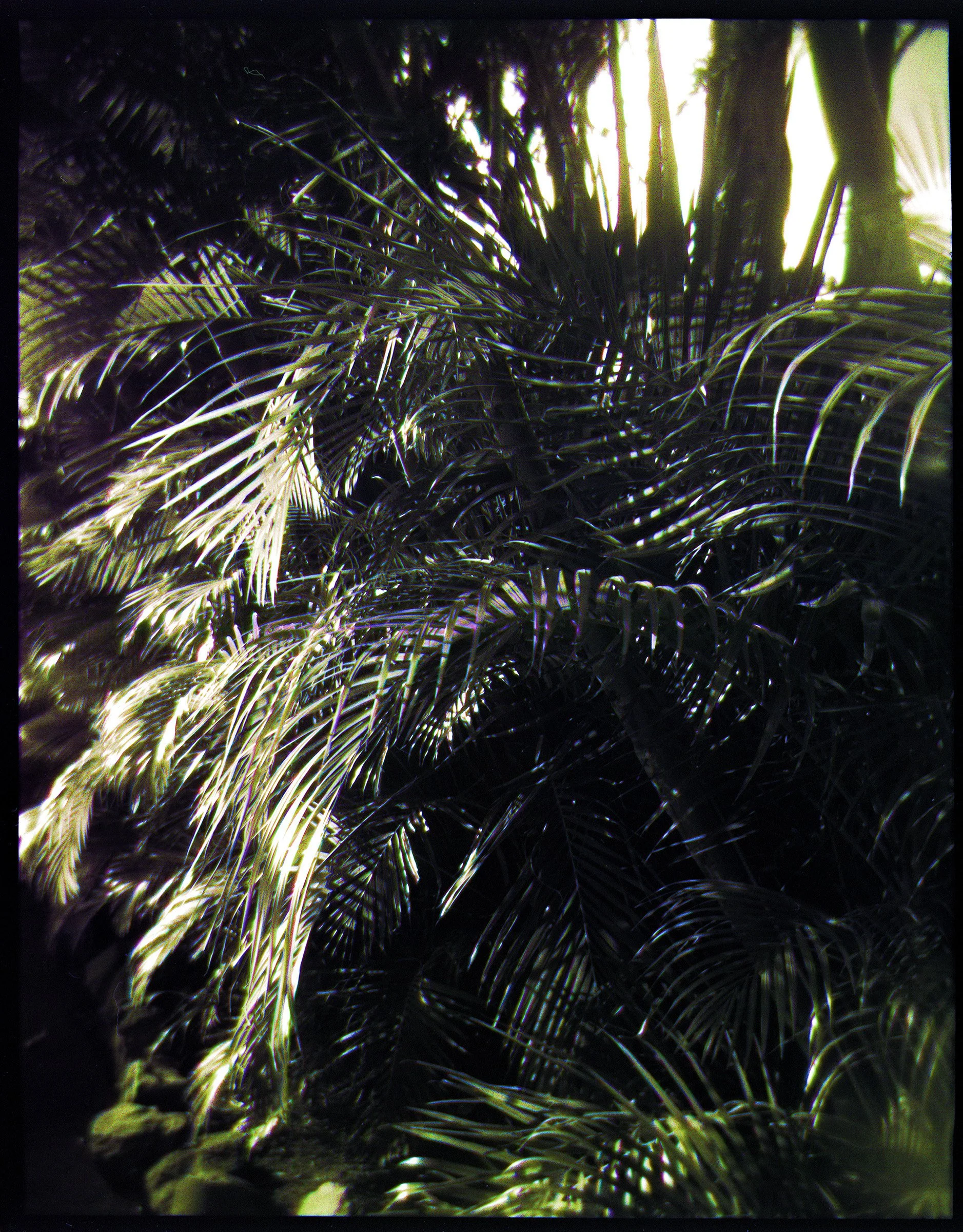 10_TradeWindsII_AnaloguePhotograph_16x20_1750.jpg