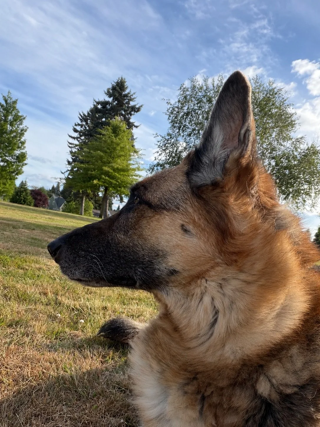 Greta,

You were the bestest girl. I love you, miss you terribly and I am utterly heartbroken. Fuck cancer! You deserved so much more time 😭

You were so stoic and brave. Even until the end. I know you are running pain free somewhere with endless ba