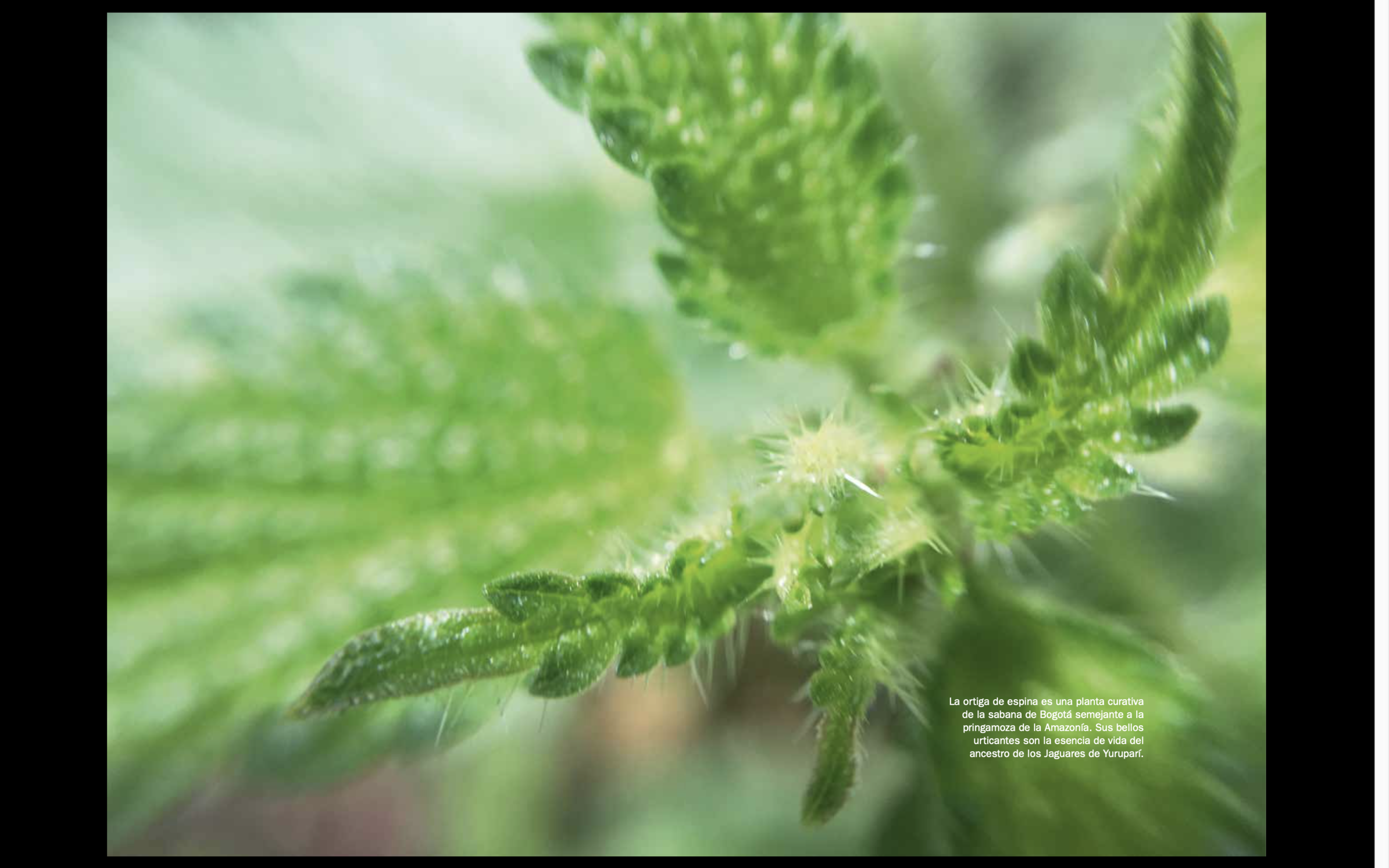 Screen Shot 2020-01-27 at 10.17.03 AM.png