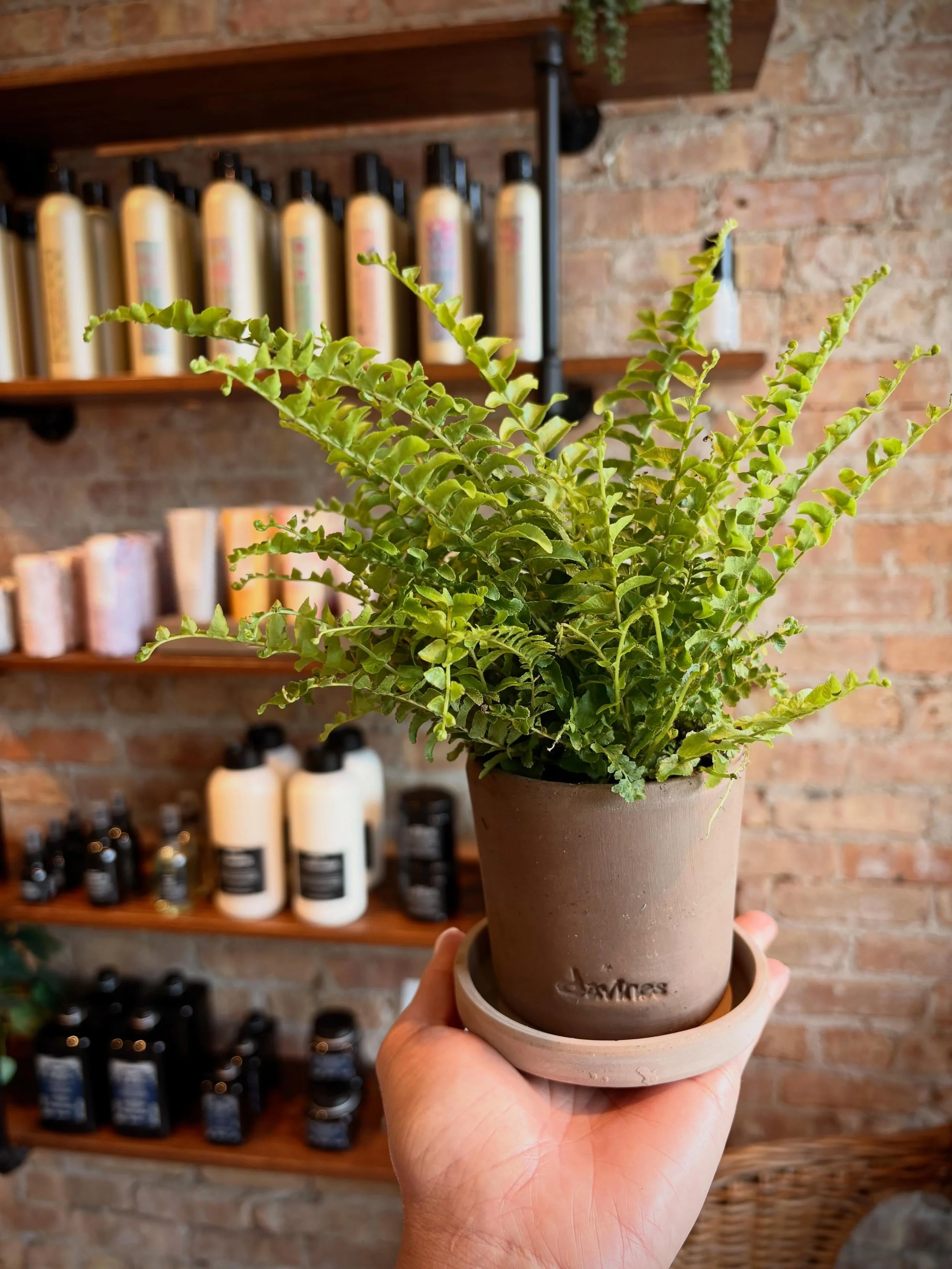 Beauty for you &amp; for the planet 🪴 
&bull;
&bull;
&bull;
@davinesmyofficial
@davinesnorthamerica 
@pscthespace