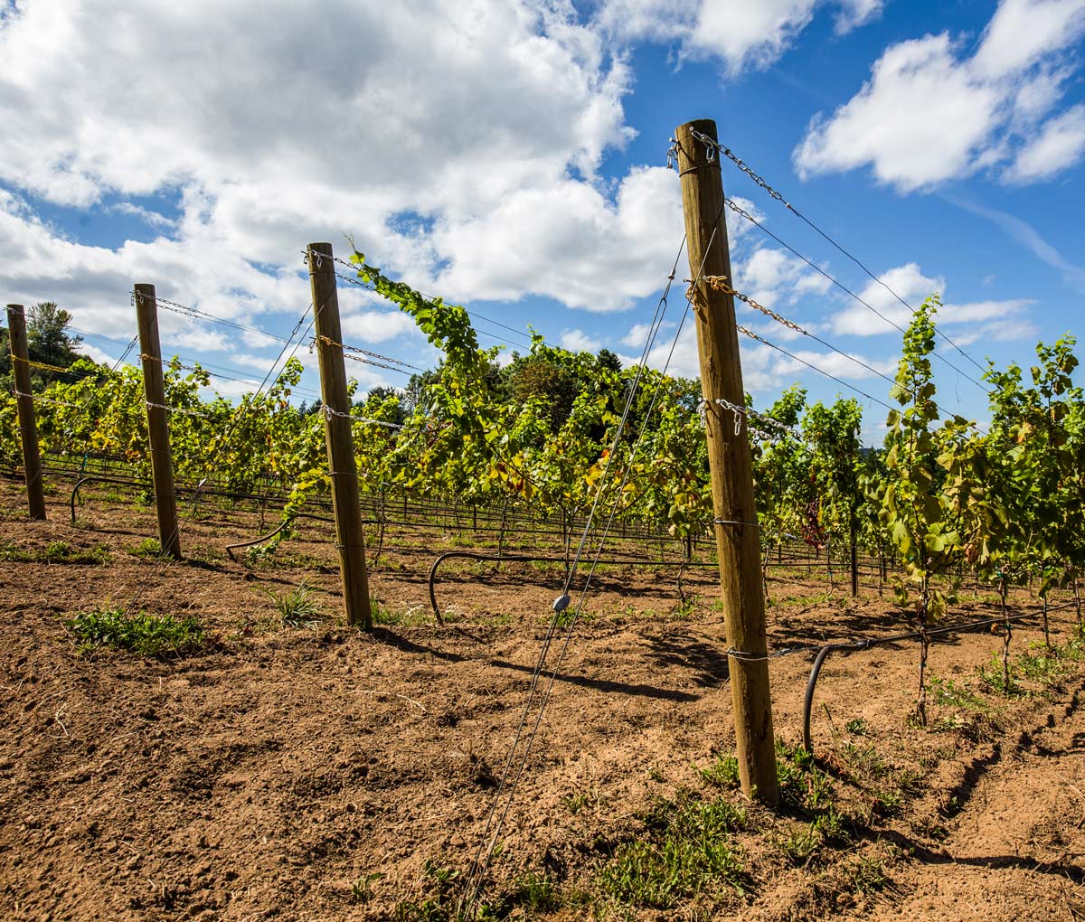 Swede-Hill-Vines.jpg