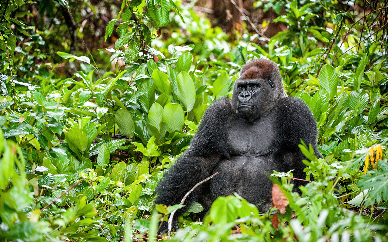 gorilla