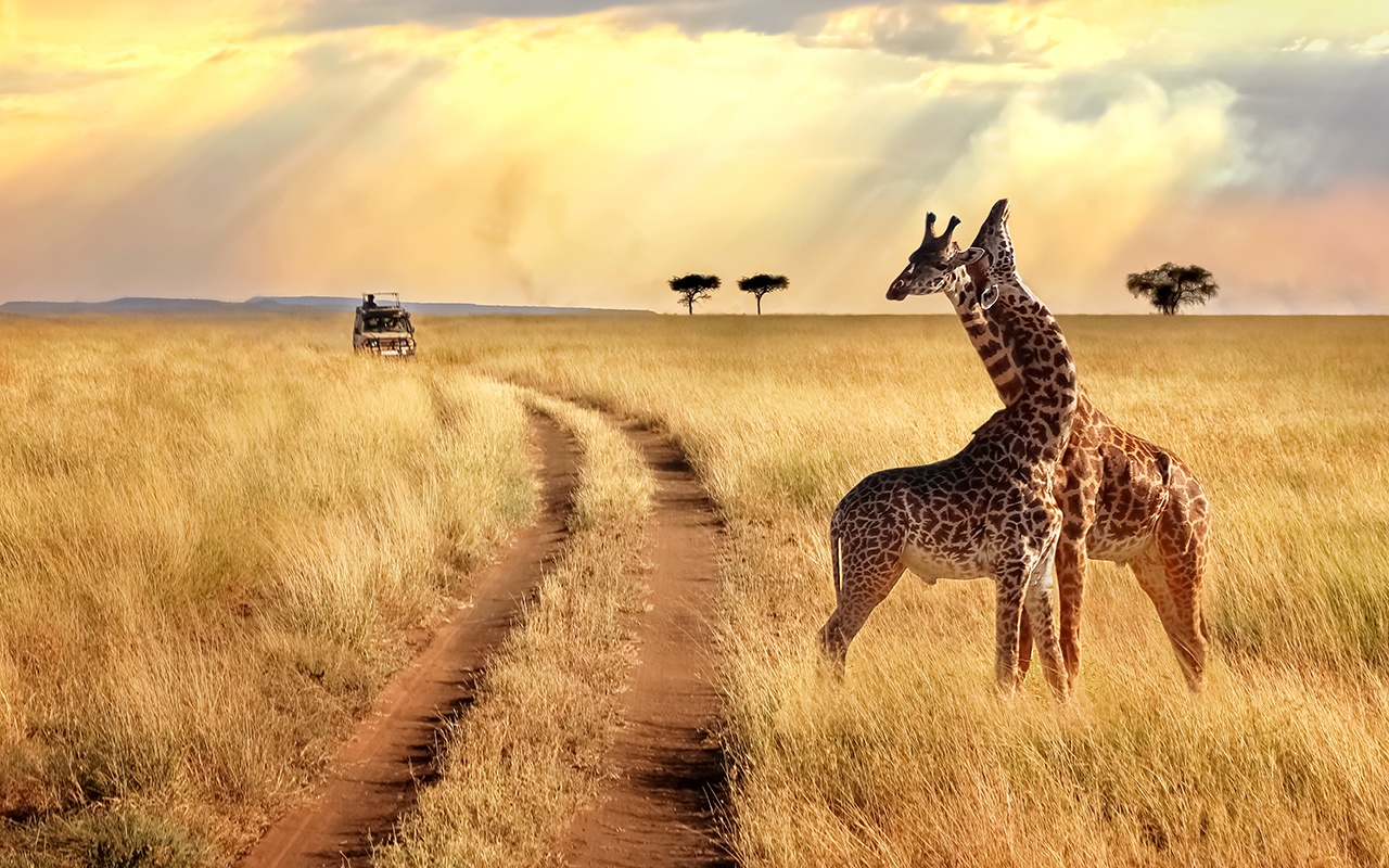 Safari Giraffes